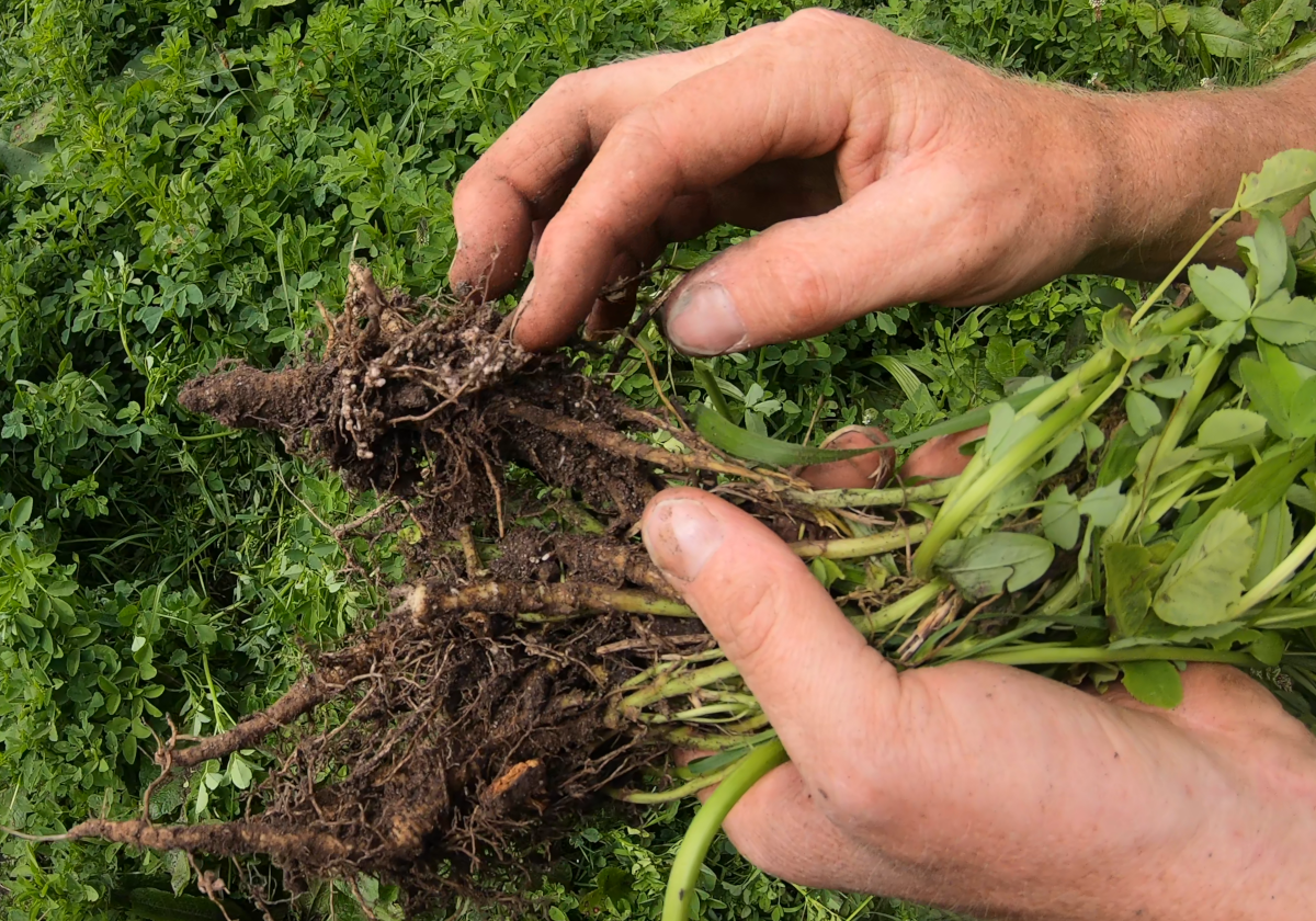 Roots of green manures fixing nitrogn
