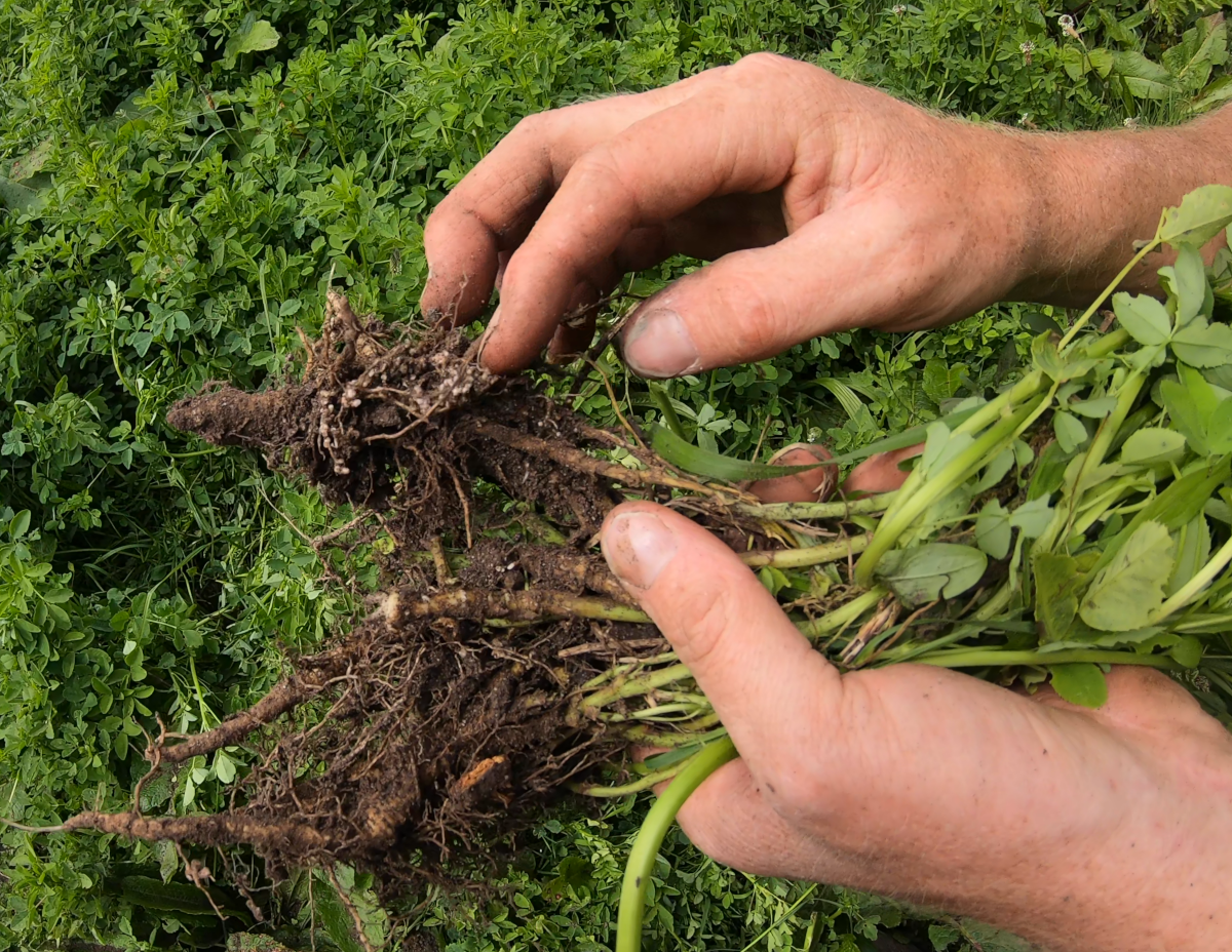 Roots of green manures fixing nitrogn