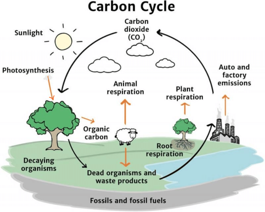 The Cycling of Carbon