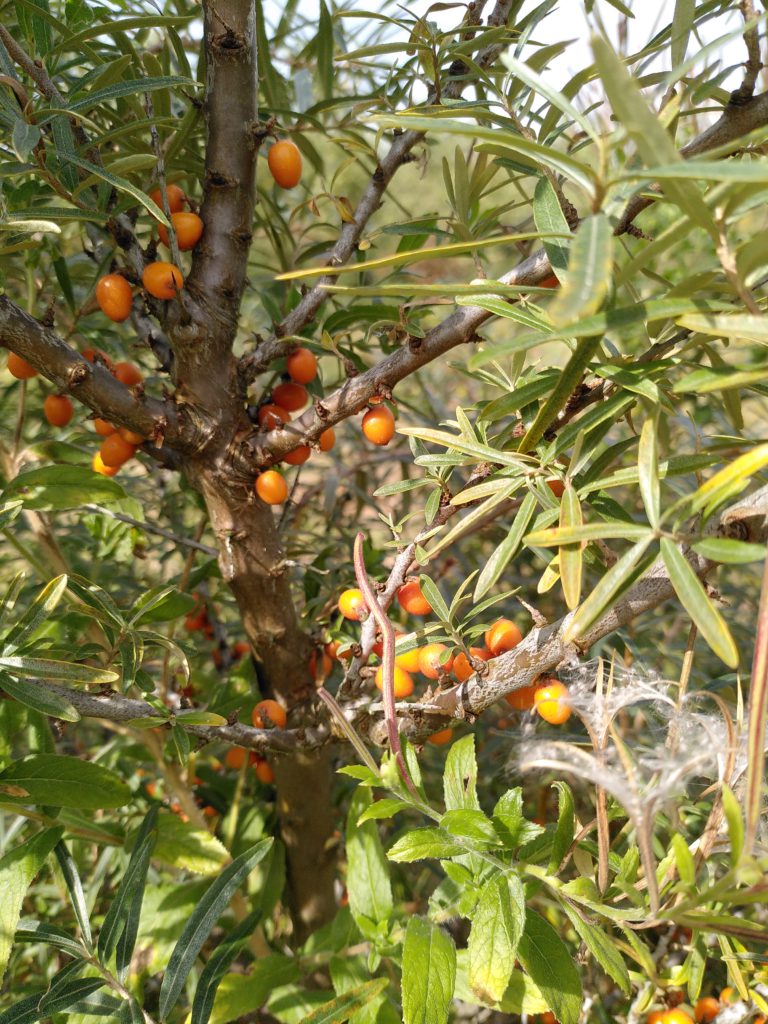 Sea buckthorn