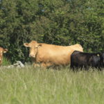 Cows