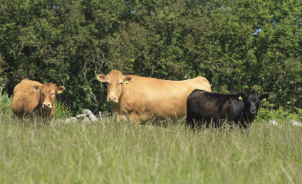 Cows