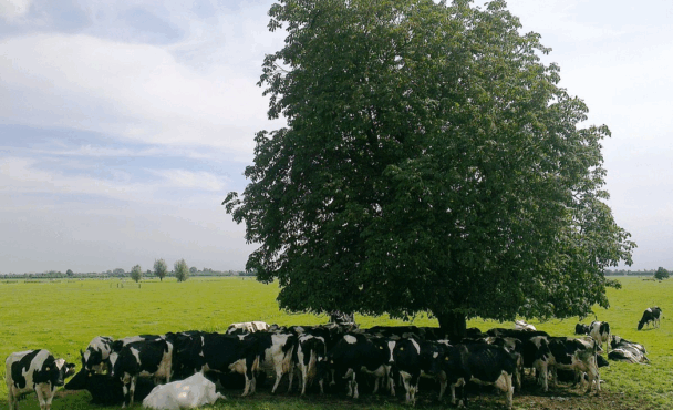 Cows finding shade under a tree