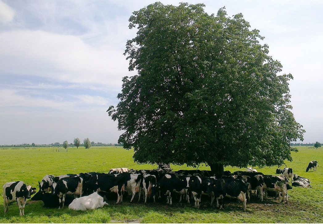 Cows finding shade under a tree
